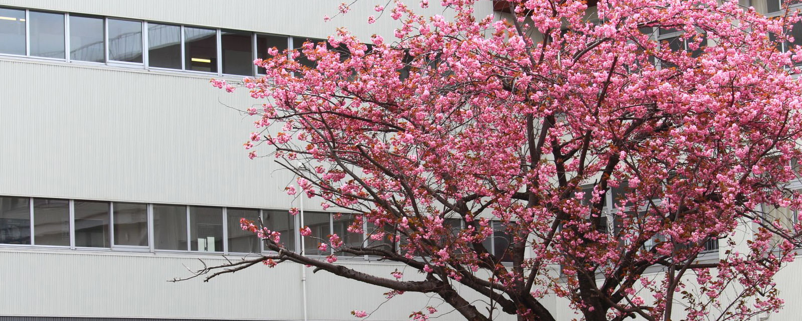 進学情報 | 北海学園札幌高等学校 HOKKAIGAKUEN SAPPORO HIGH SCHOOL 進学情報 | 北海学園札幌高等学校 HOKKAIGAKUEN SAPPORO HIGH SCHOOL
